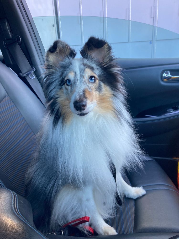 A blue merle Sheltie (Shetland Sheepdog) sits up, bright and alert, on a car seat, ears up, beseeching eyes looking straight at the viewer. 