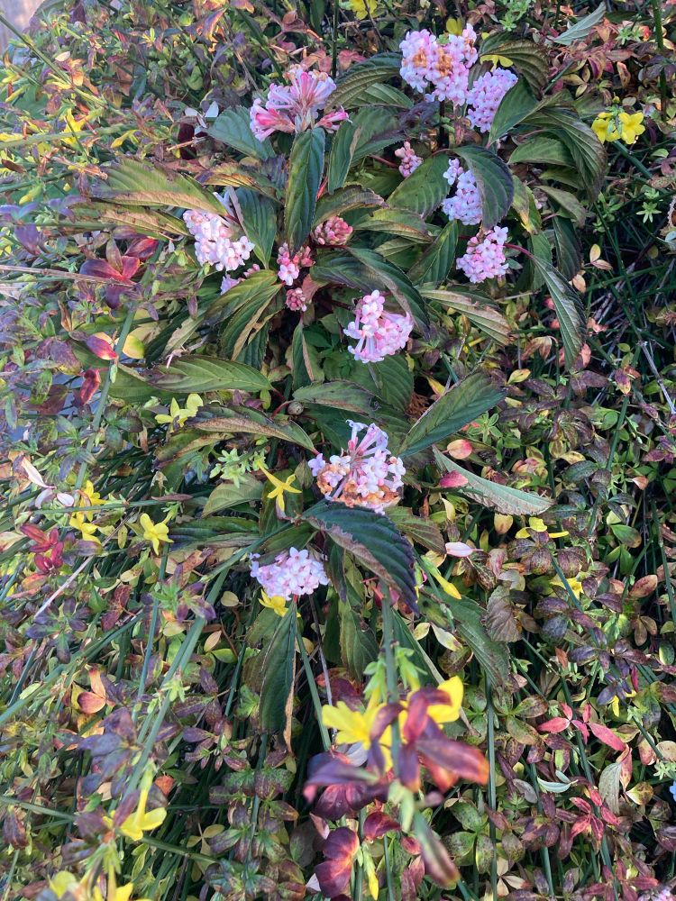 Winter Jasmine and small lilac coloured flowers. 