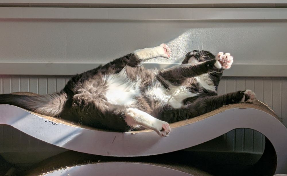 A gray and white tuxedo cat lies belly-up on a figure-8 scratching bed in dramatic morning lighting, all limbs splayed out and toes spread to show pink and gray speckled toe beans.