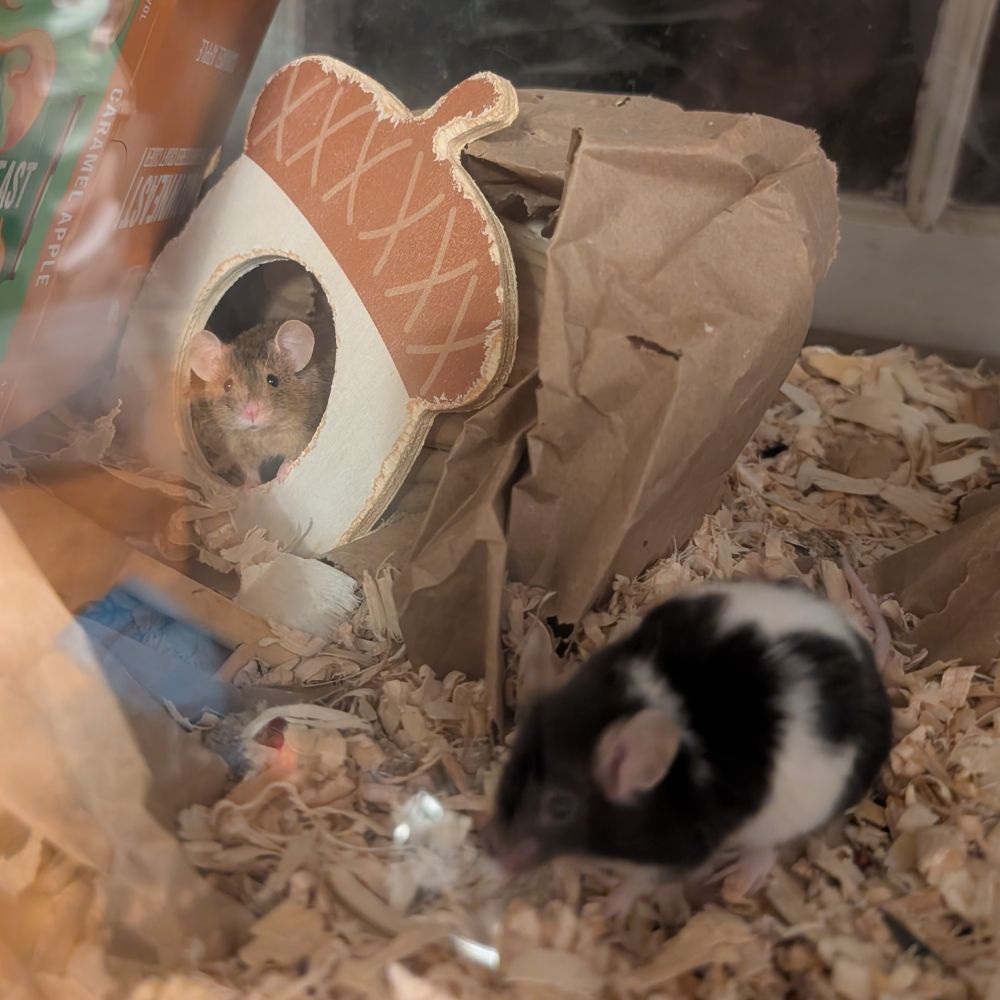 a brown mouse peers out of an acorn-shaped hide while a black and white mouse is out of focus in the foreground