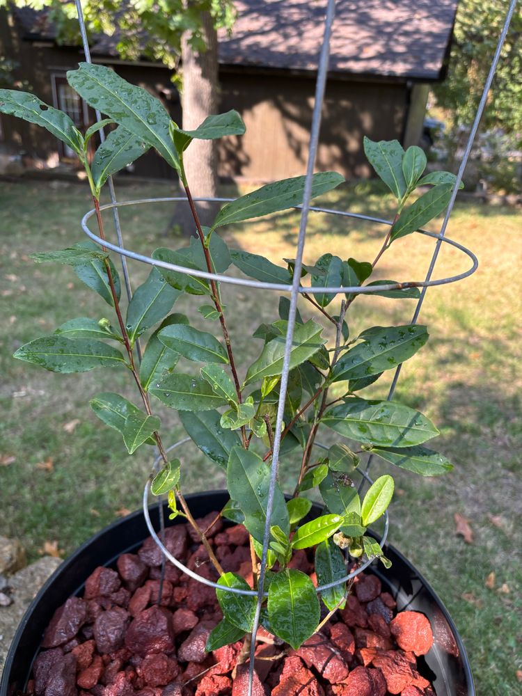 a camellia sinensis tea plant growing tall and starting to blossom