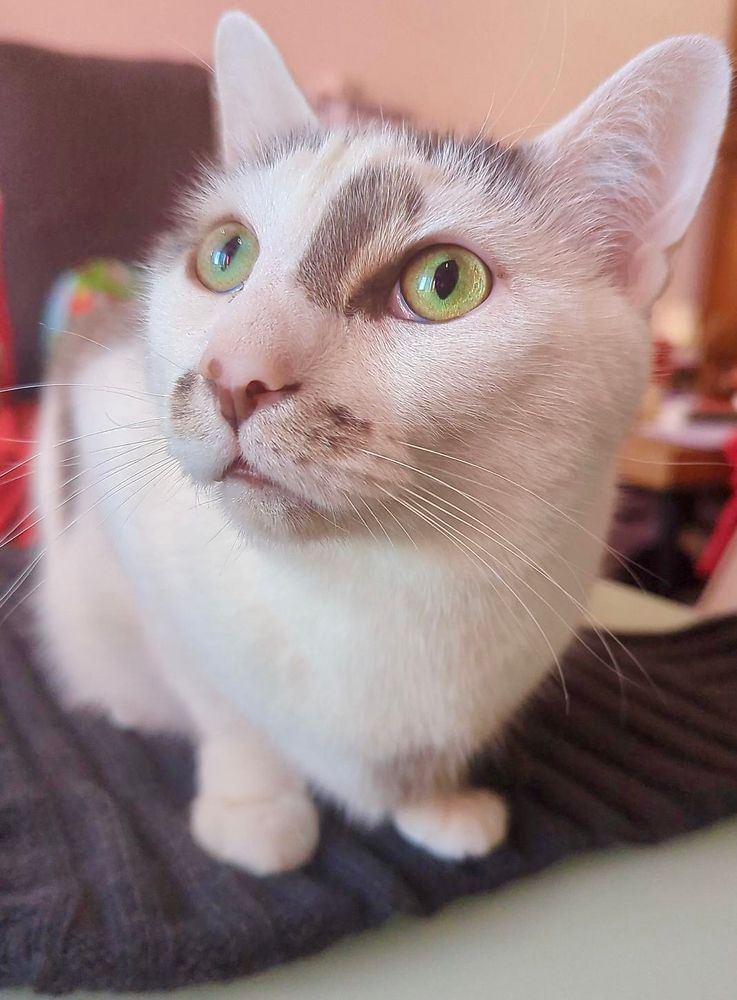 A white and grey cat sitting on a handknitted tshirt. 
