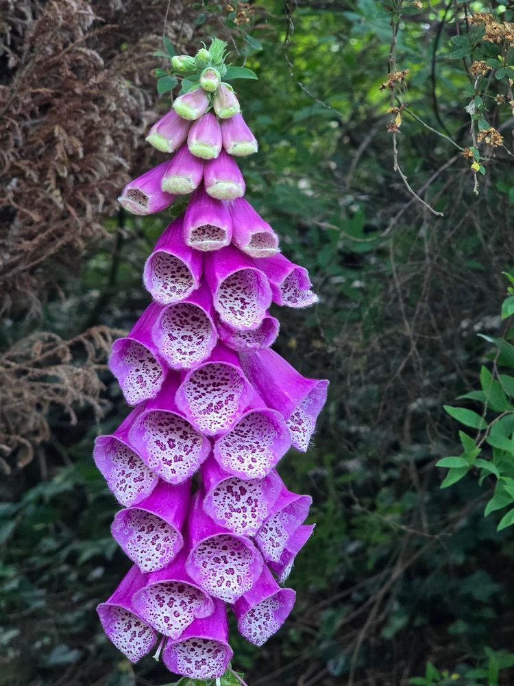 purple foxglove with open petals and intricate white markings inside each open petal