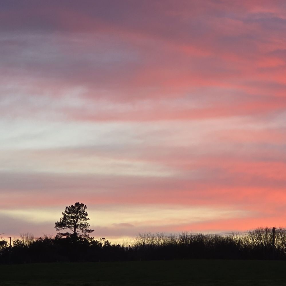pink sky and sunset near Berwick upon Tweed. Trees silouhetted by the fading light