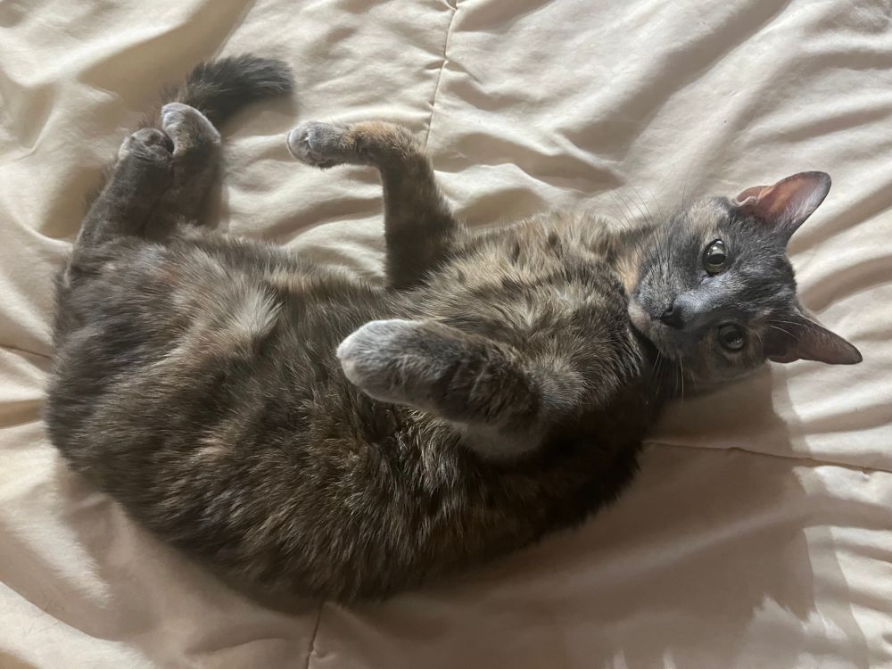 My cat, looking stupid 