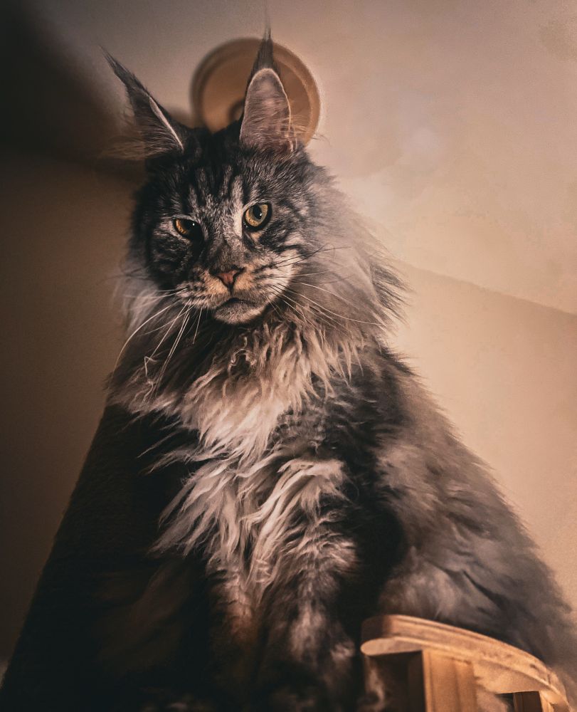 A majestic long-haired Maine Coon cat, Frederick, sits perched high up and looks down slightly at the camera with regal intensity. His thick gray-and-black fur fans out around his chest like a lion’s mane, and his tall tufted ears are dramatically backlit by a warm light below him.
