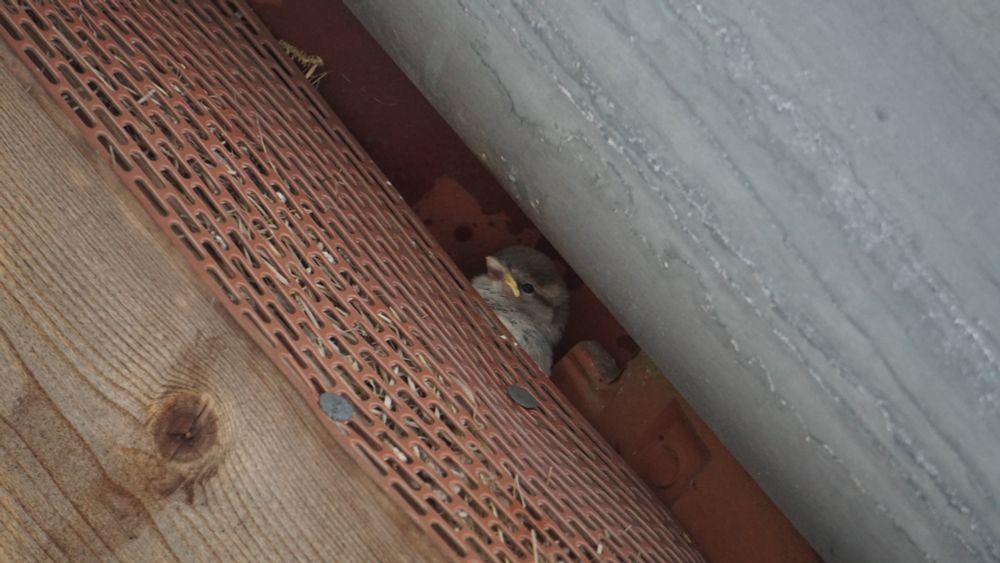 Ein Jungvogel schaut unter den Dachziegeln hervor und wartet auf Futter.