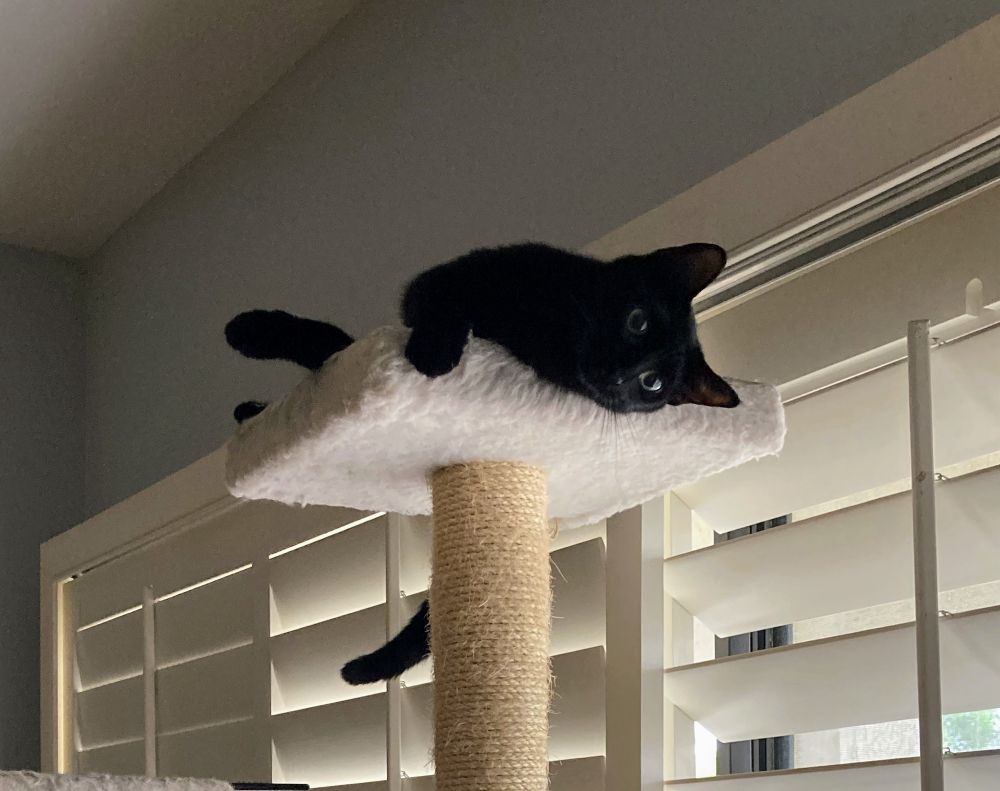 Inky at the top of her kitty tree waiting for snacks