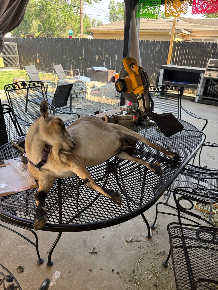 Goat sleeping on my table next to a mitre saw