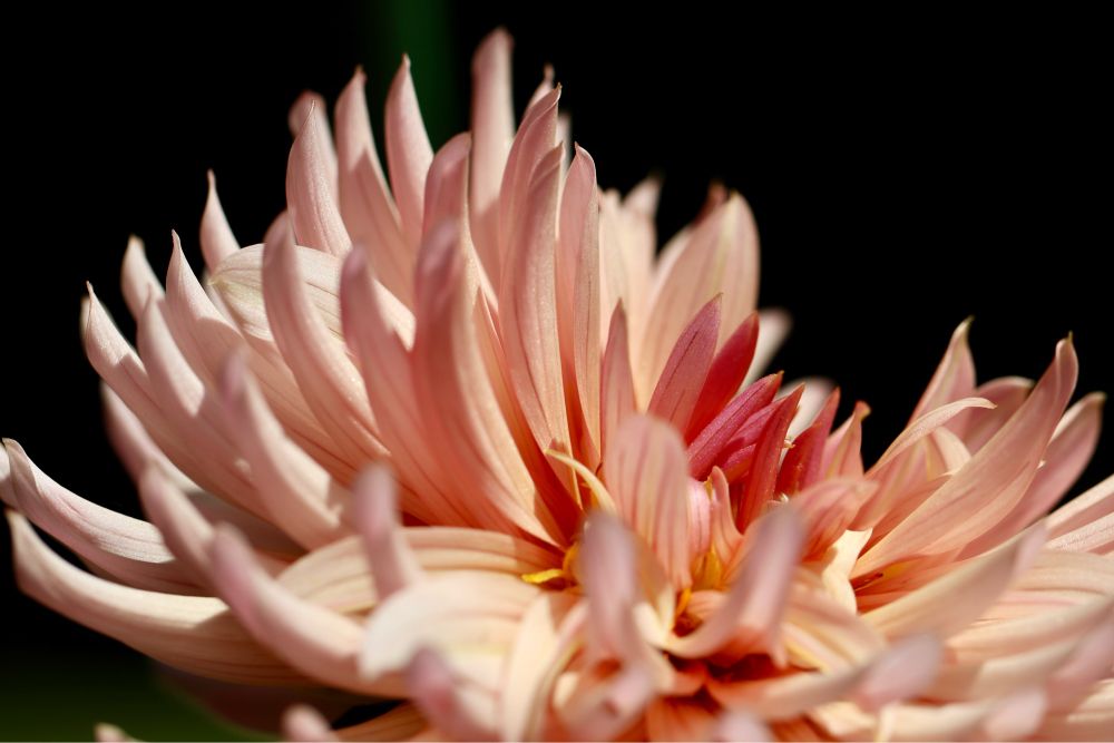 A close up side shot of a Henriette dahlia. This is a “cactus” dahlia, which I think is a reference to the spiky shape of the petals? The center is a dark coral, but the outer petals are lighter pinks and peaches. The background of this image is almost black, so it looks quite dramatic. A glamour shot of a flower.