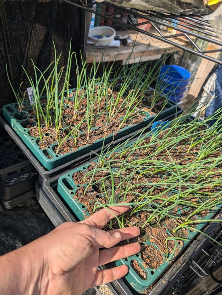 Two flats of baby onions