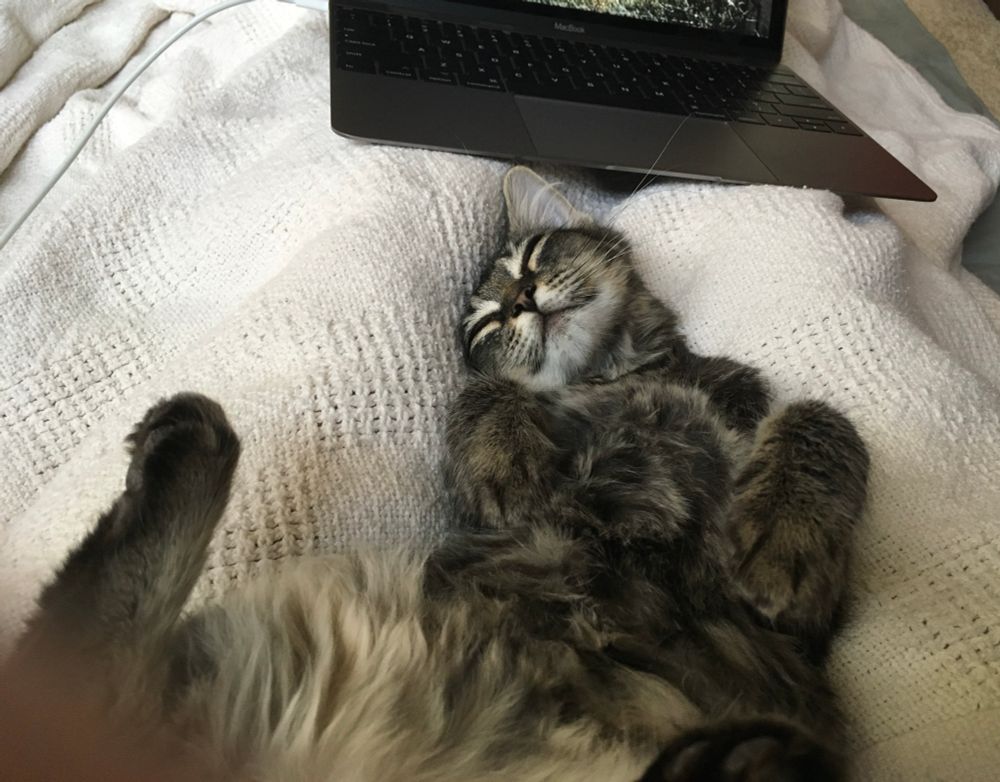 Dragon, a fluffy cat, lays on her back on the bed —a dreamy smile on her face, paws curled except for one leg — just sticking up in space. She must be dancing