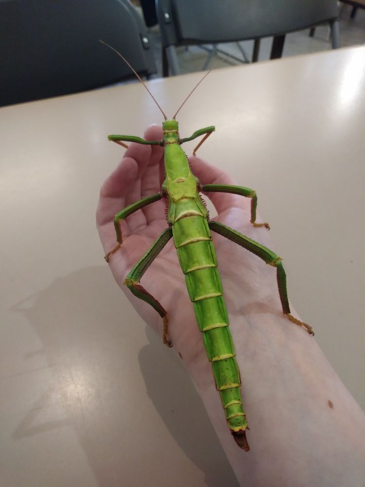 A very long Green Bean stick insect on my hand and wrist.