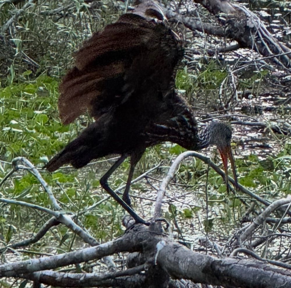 a limpkin, large brown water bird, with wings spread out, landing on a tree limb that is laying in the water along the edge of a bayou