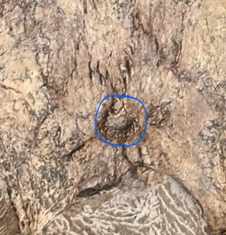 Close up of the eye on top of the cyonosaurus head