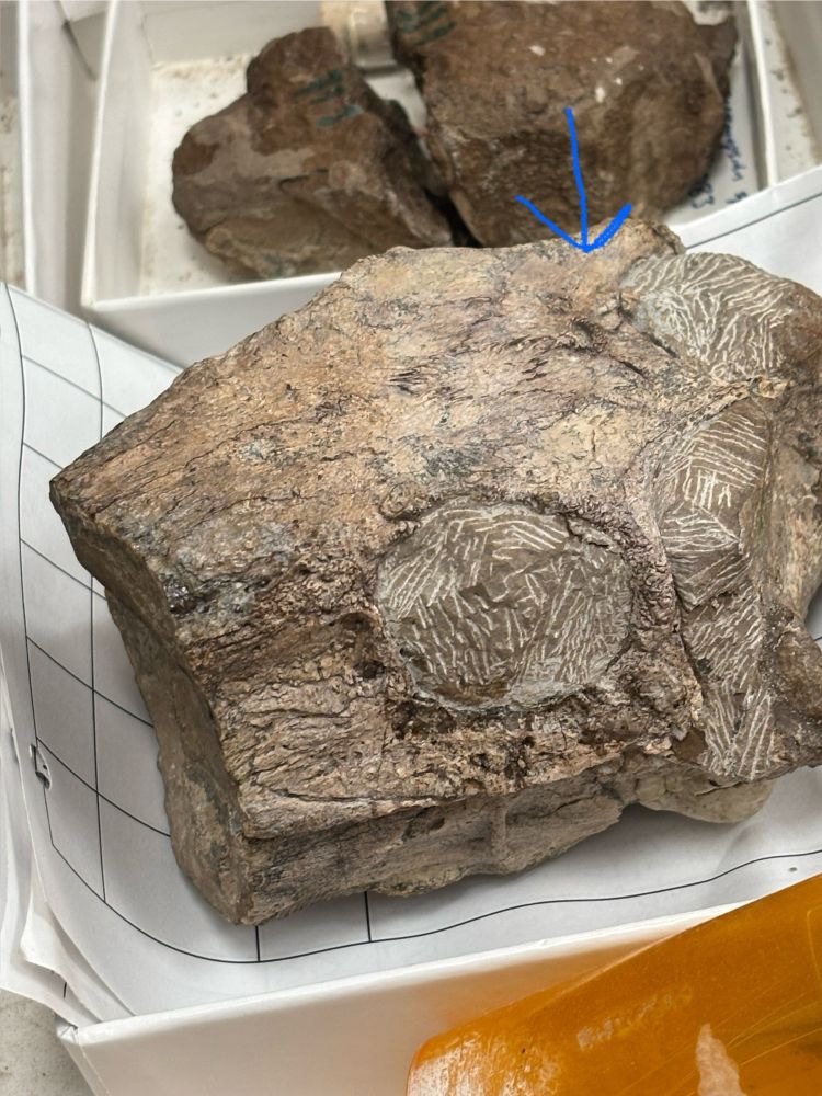 The arrow on the image points to the eye on the cyonosaurus, whose snoot is busted off.