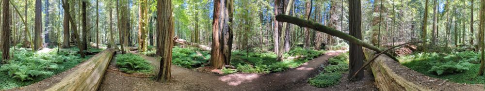 The panoramic image depicts a lush forest scene dominated by towering redwood trees reaching skyward. The redwoods are tall and straight, with some showcasing massive trunks. Sunlight filters through the canopy, creating a dappled pattern of light and shadow on the forest floor. The foliage is a vibrant mix of greens, with ferns and undergrowth adding to the dense atmosphere. Fallen branches and logs lie scattered across the verdant ground, contributing to the natural, unspoiled appearance of the forest.