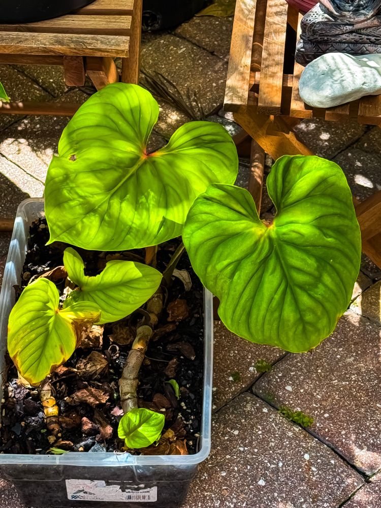 Photo of my philodendron plowmanii with sunlight being reflected onto its leaves 