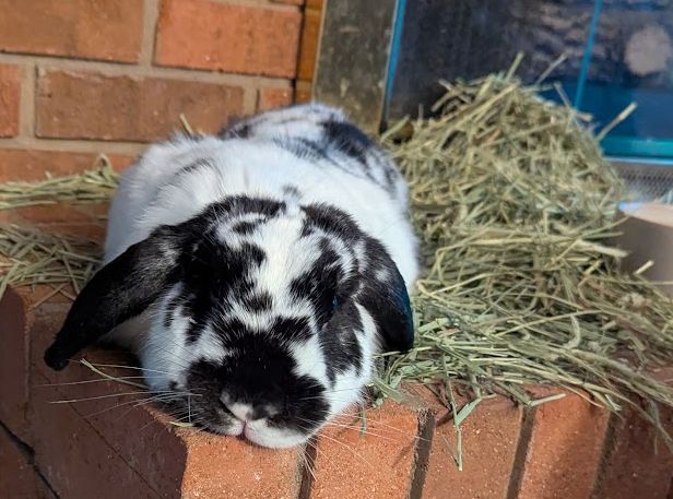 A black and white, lop eared bunny - telescoped on his tummy, on  hearth.