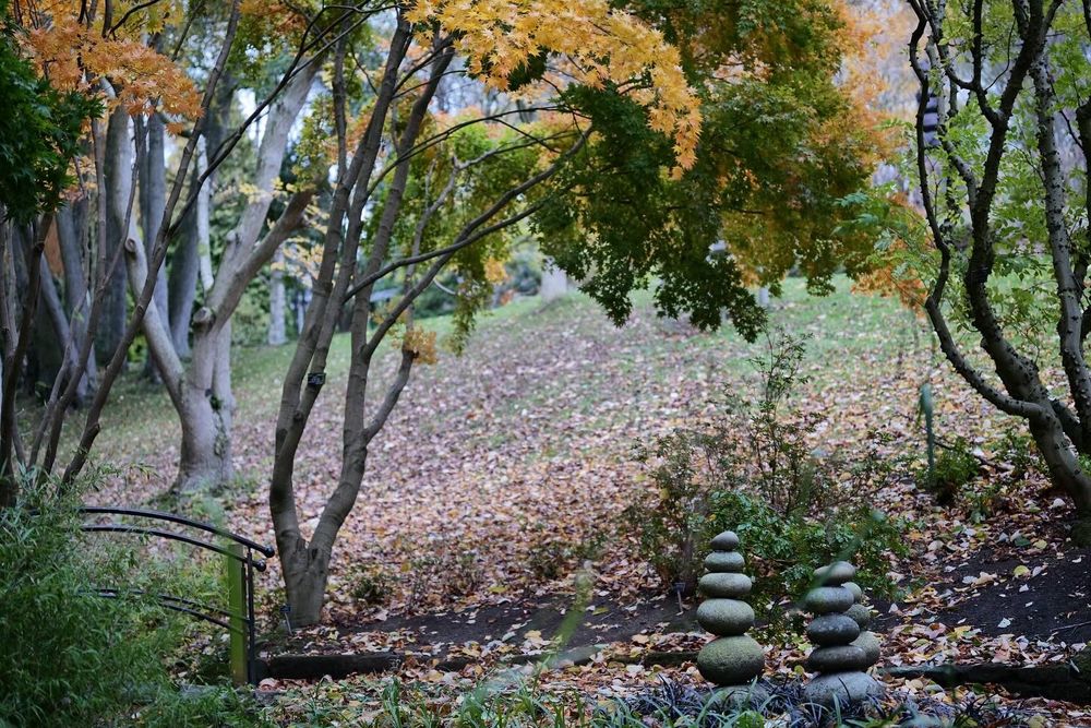 A colourful orange acer tree and elegant rock piles in the Japanese garden.