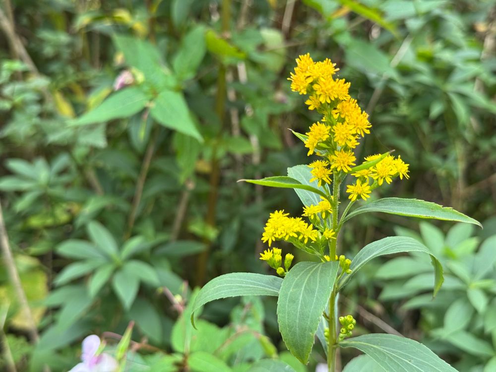 Tall plant with yellow flowers, possibly goldenrod but not sure.
