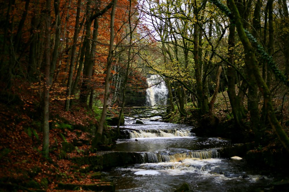 Autumn woodland at Bowlees with the waterfall in the distance.