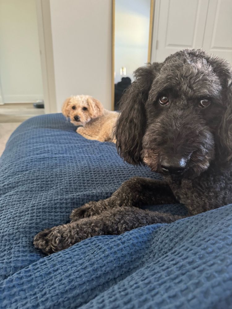 Two poodle-mix doggies, Oatis (rear/left) and Sebastian (front/right) resting on a blue blanket.