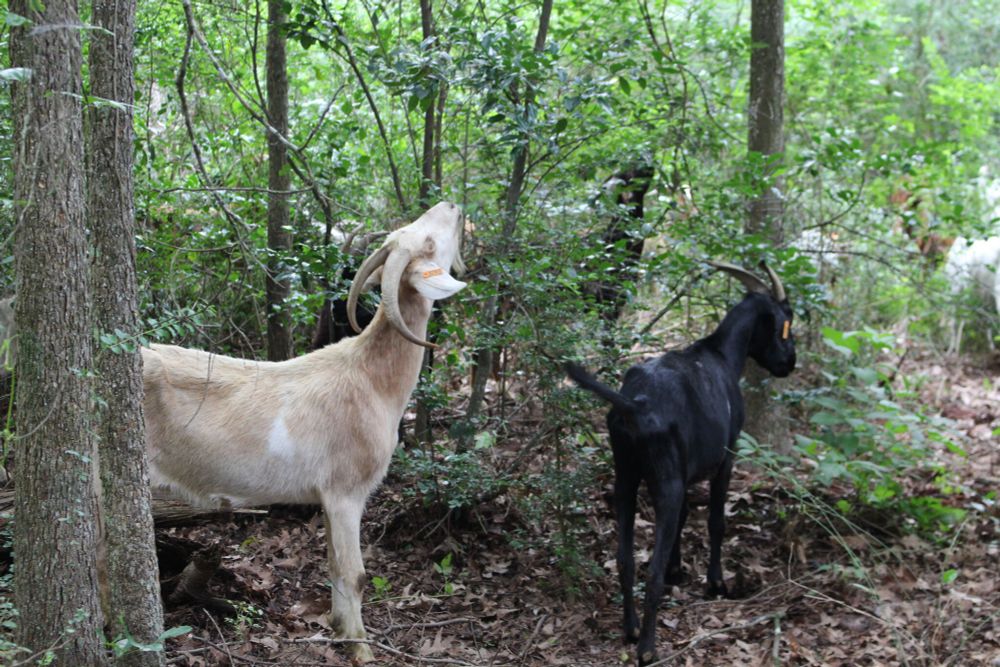 How to improve Houston's ecosystem? Call up 115 hungry goats.