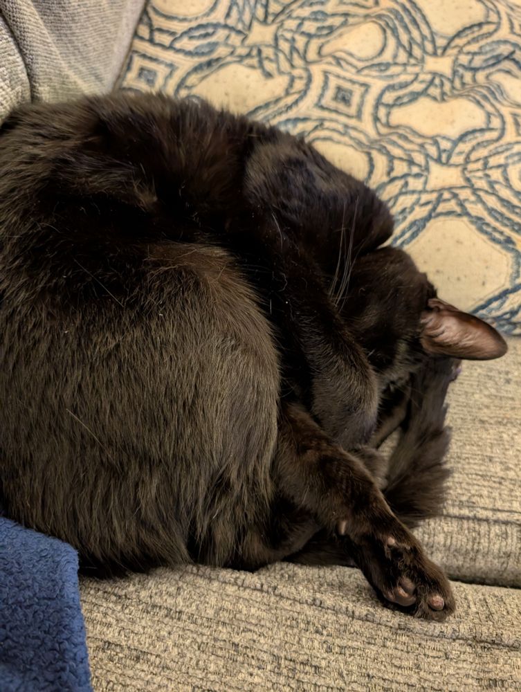 A black cat curled up on a couch with his paws over his eyes