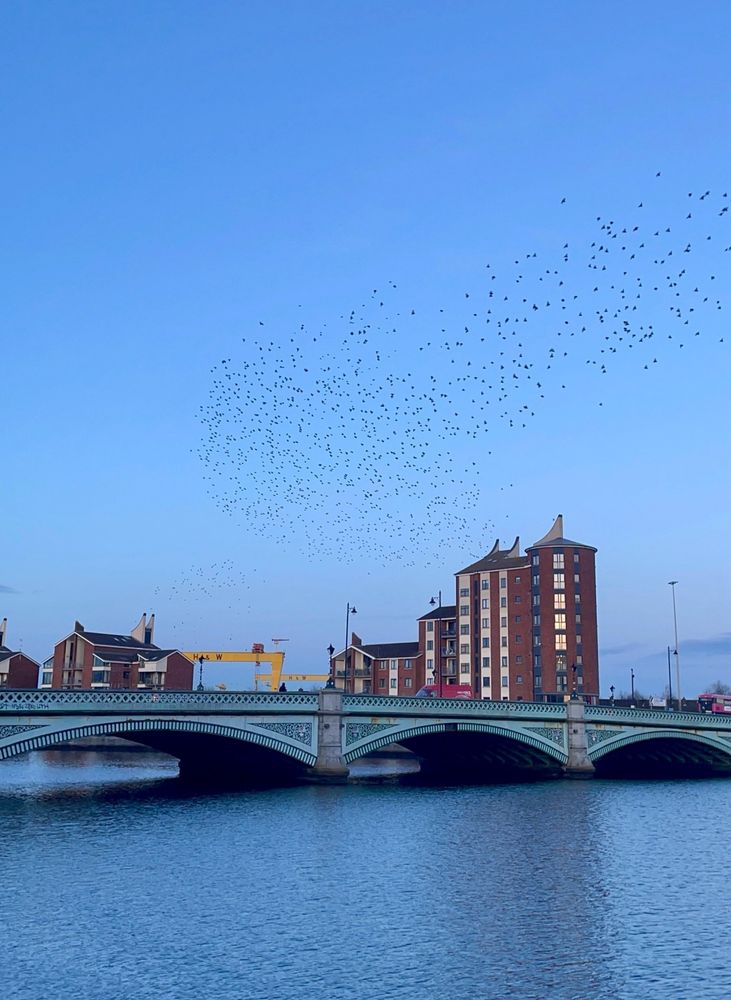 Photo at Albert Bridge in Belfast taken from Lagan Towpath. A murmuration of swallows fly above the bridge on a clear blue sky at twilight.