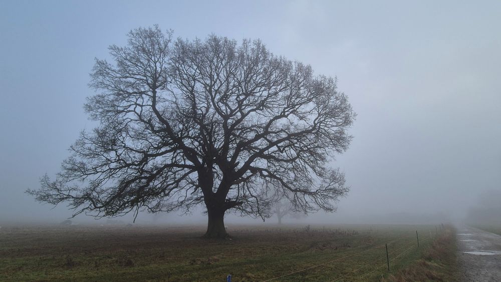 An old oak tree stands alone in a field in the mist