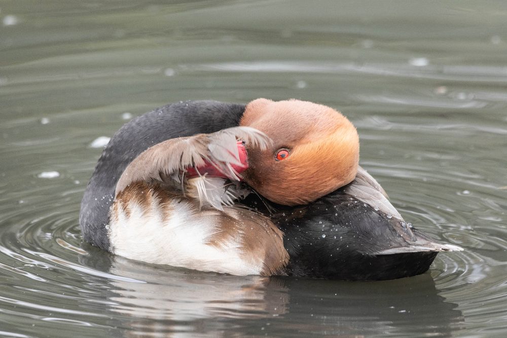 A red-crested pochard grooming its feathers