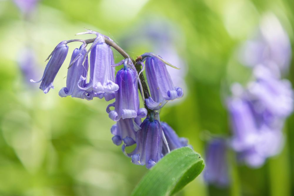 A close-up shot of a bluebell against a blurred background of more bluebells
