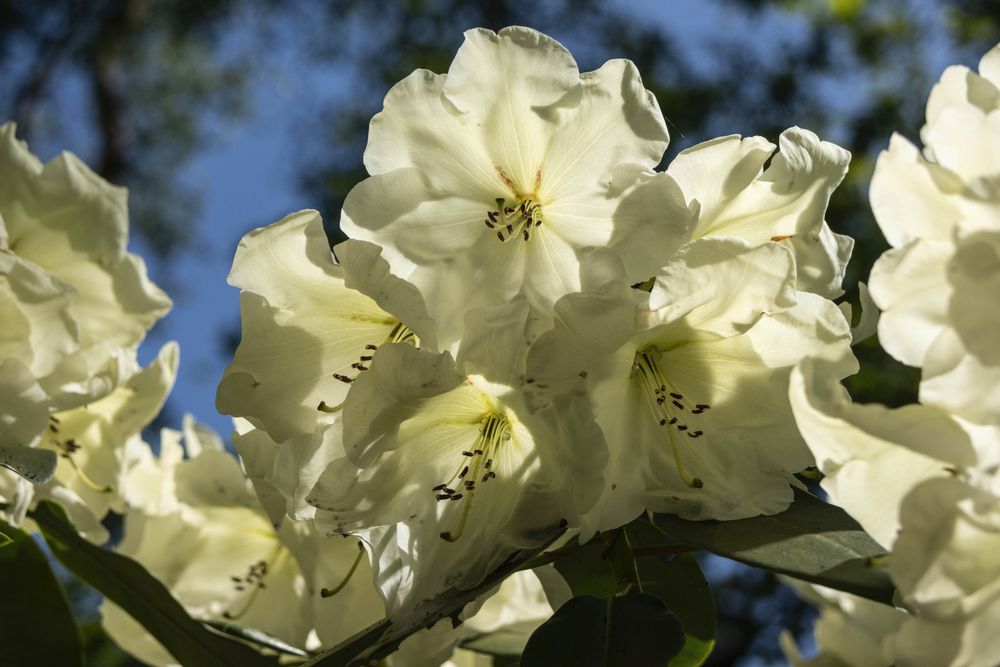 A creamy white rhododendron backlit by the sunshine