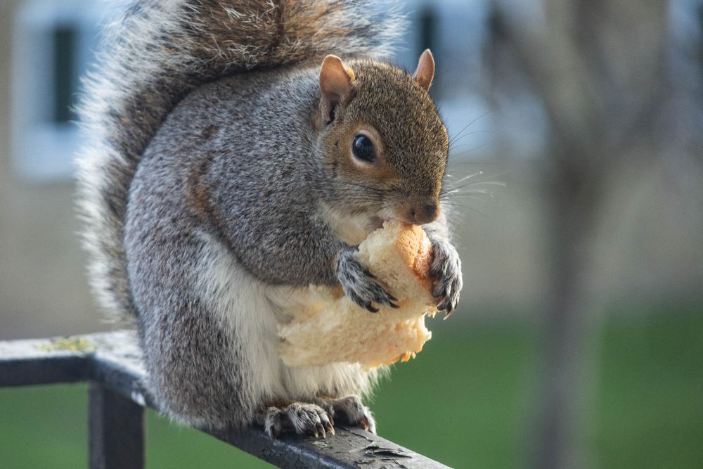 A grey squirrel sits on a balcony railing eating a crust of white bread