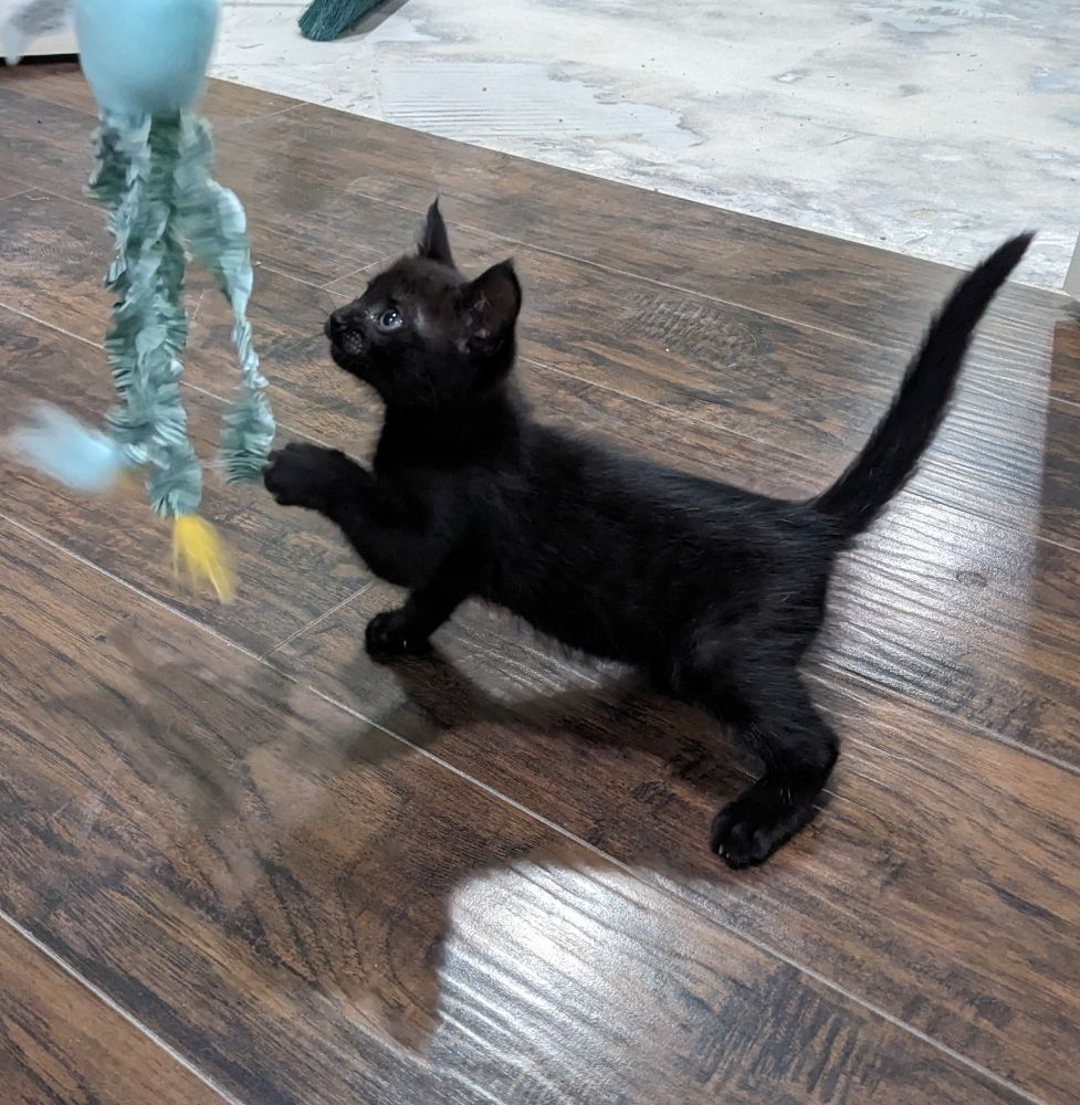 Small black kitten batting at a toy that is suspended in the air. She is using one front paw to play with the toy.