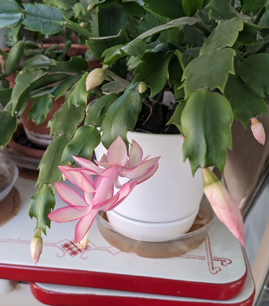 Thanksgiving cactus with green leaves in a white pot. There is one bloom that is darker pink on the edges, turning almost white towards the centers of the petals. Several buds are on the other leaves. 