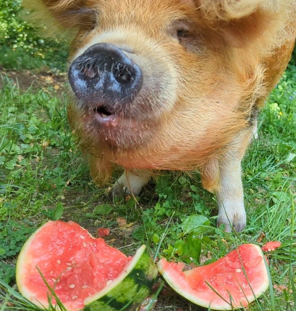 Rufus the pig eating a watermelon