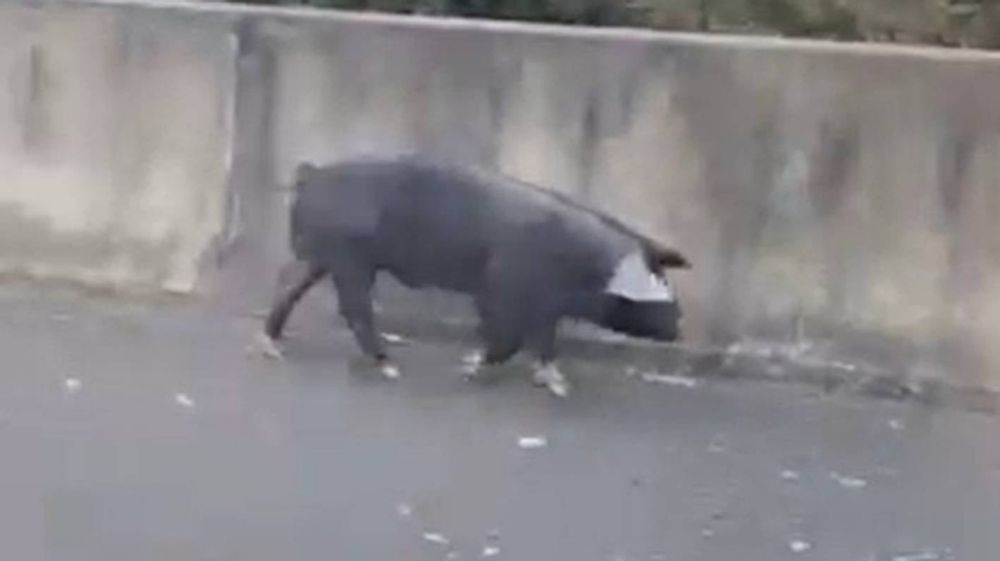 Traffic ham: Multi-agency operation to capture unruly pig living near Auckland motorway