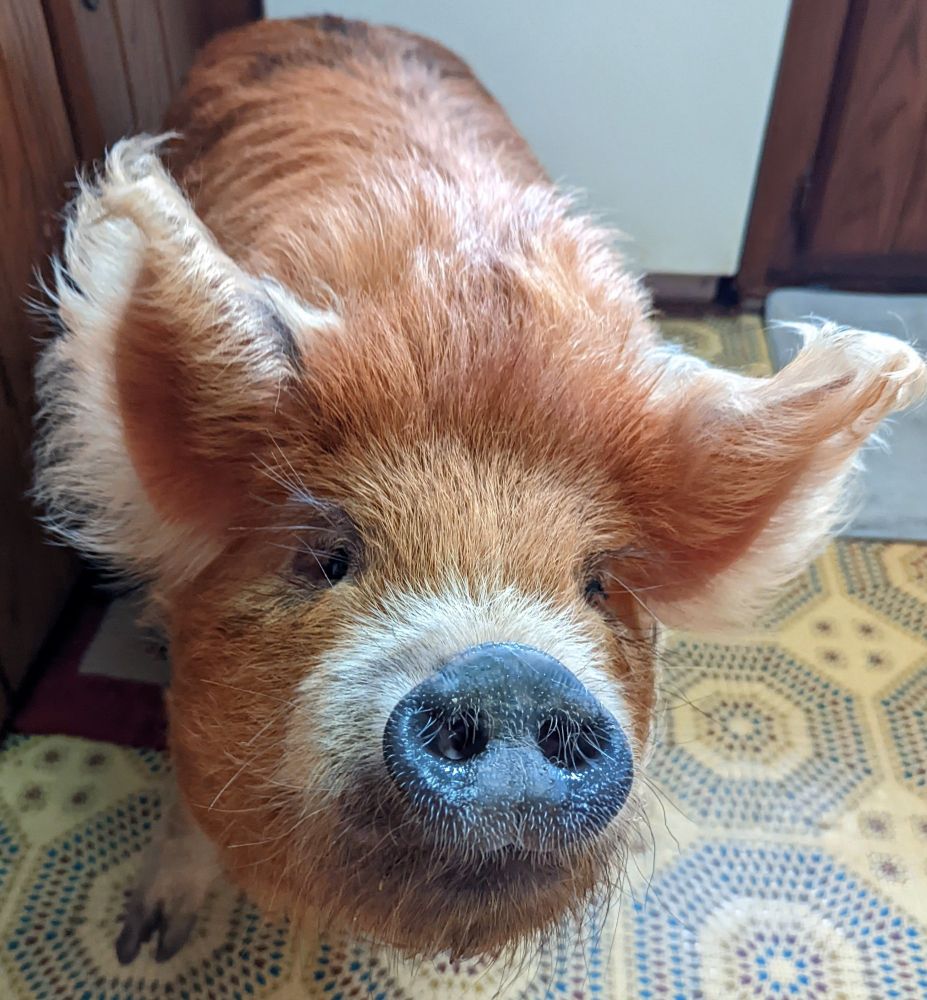 Rufus the pig with very furry farrah fawcett ears
