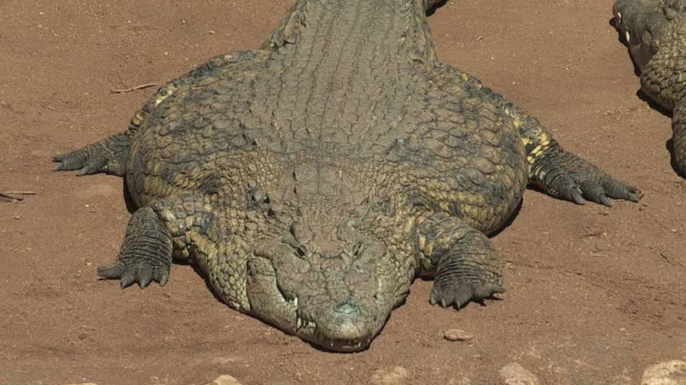 very flat gator