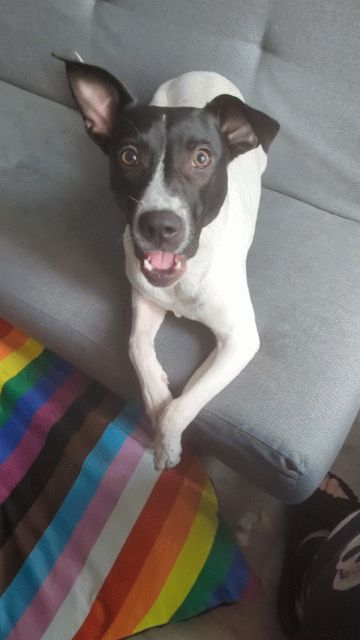 Mostly white dog with a black face barking