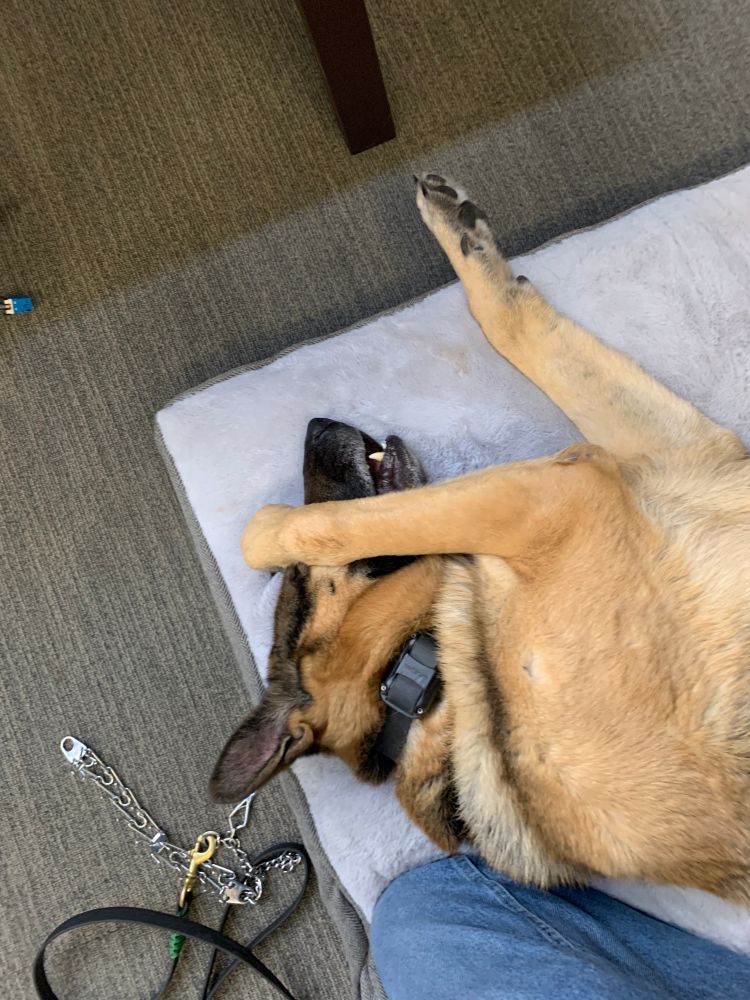A German Shepherd covering his face with his paw as if he were embarassed