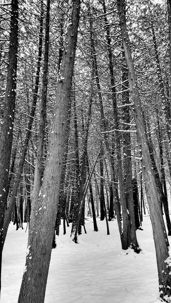 Photo. Green Lakes State Park walking trail.