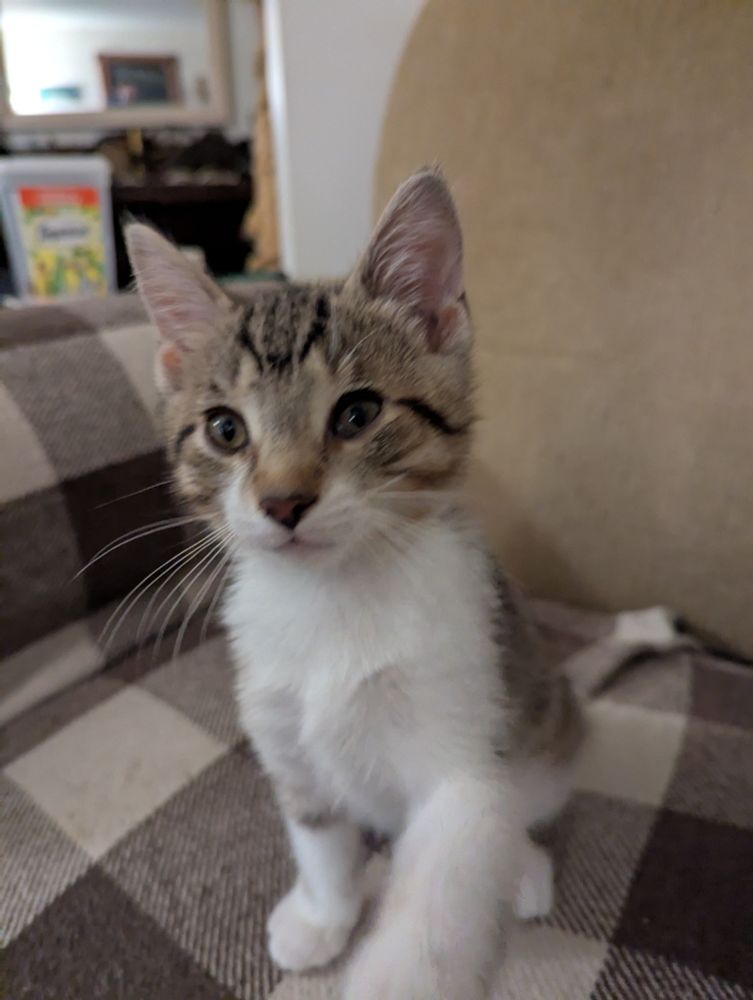White brown tabby with full mask (not ICE related - Izzy is from a family that immigrated from Egypt( 