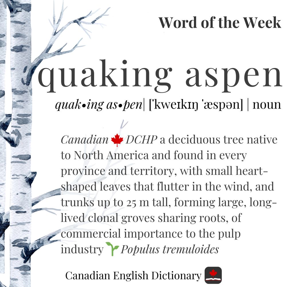 Definition of quaking aspen on a white background. On the left side is a graphic of a tree. 
