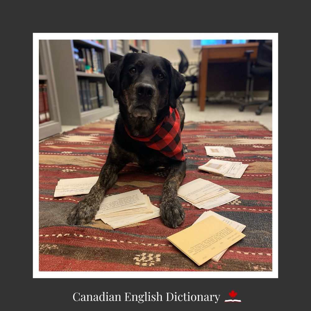 Black dog with a red and black plaid bandana lying on the ground surrounded by papers. 
