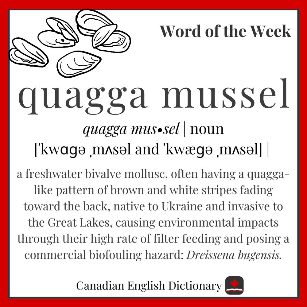 Definition of quagga mussel on a white background with a red border. A graphic of mussels in the top left corner.