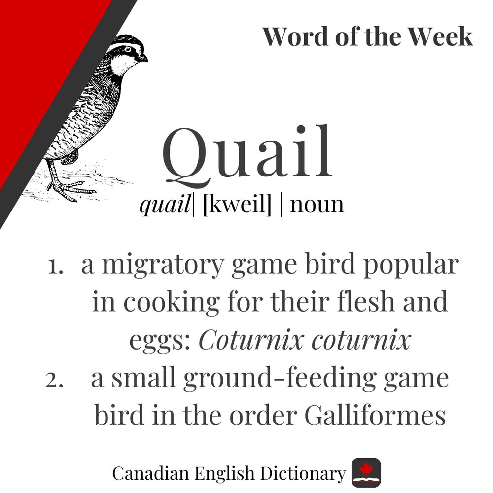 Definition of quail on a white background. On the top left side is a red triangle and a graphic of a quail.