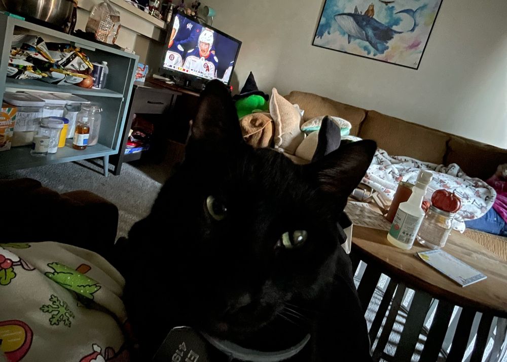 Miso the cat sits in my lap with the Columbus Blue Jackets on in the background